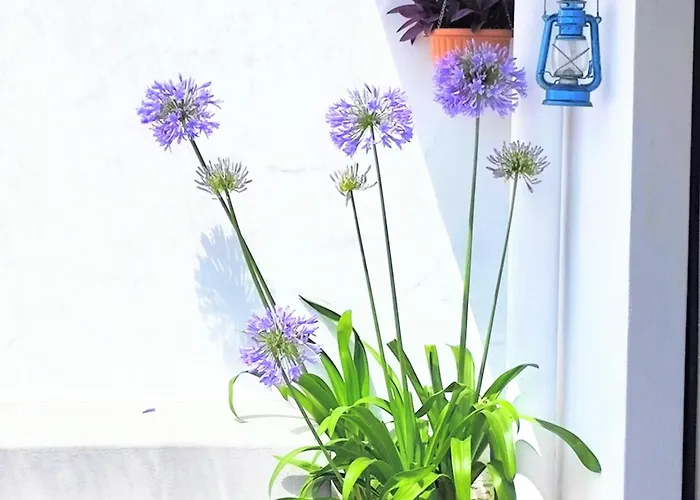 Case de vacanță Το Σπίτι Του Παππού